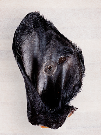 Beef Ear with Hair