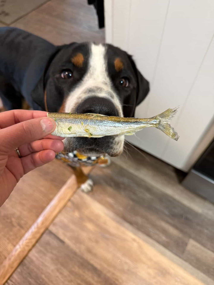 Wild Caught Smelt