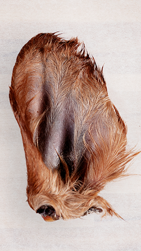 Beef Ear with Hair