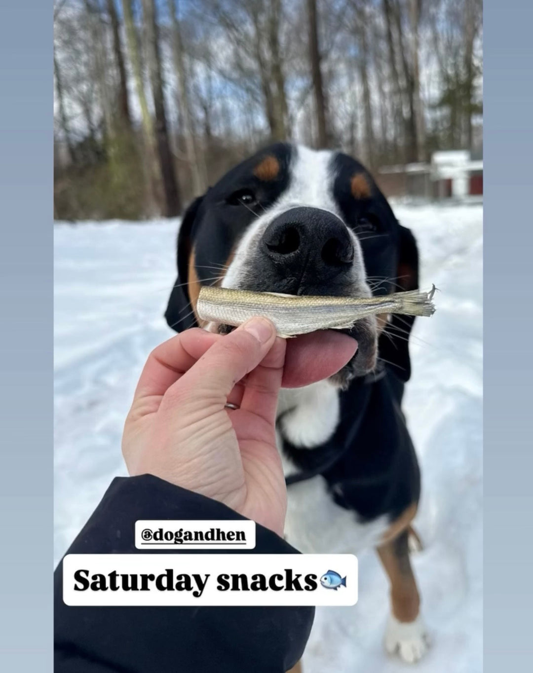 Wild Caught Smelt