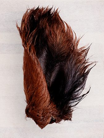 Beef Ear with Hair